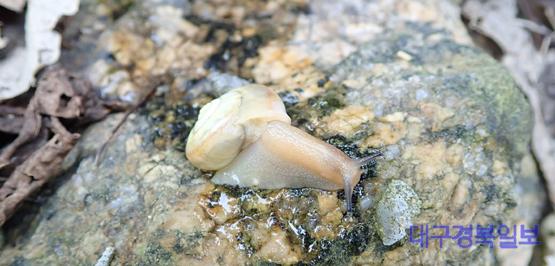 홍도에만 사는 멸종위기종 참달팽이, 신규 서식지 발견