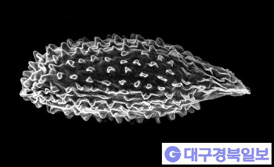 주사전자현미경으로 촬영한 낙지다리 종자의 종피 구조555.png