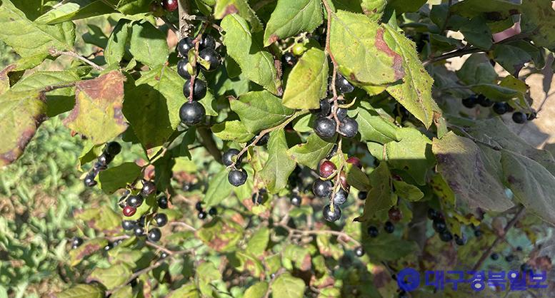 토종 블루베리 ‘정금나무’ 최적발아조건 찾았다